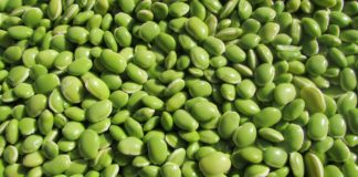 10 impresionantes beneficios al consumir habas