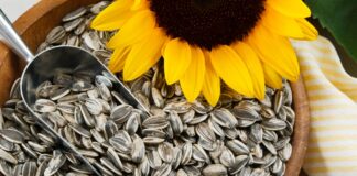 ¿Es seguro para la salud comer cáscaras de semillas de girasol?
