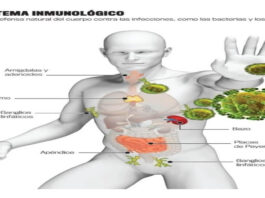 10 Alimentos y frutas que te ayudan a mantener tu sistema inmunológico alto 10 Foods and Fruits That Help You Keep Your Immune System High