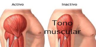 Porque perdemos masa muscular y como podemos ayudar a combatirlo Why we lose muscle mass and how we can help fight it